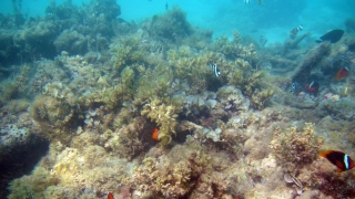浅瀬の熱帯魚(撮影：沖縄･伊平屋島)