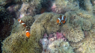 米崎海岸の少々深場にはカクレクマノミがいます