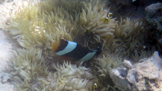 これもクマノミ