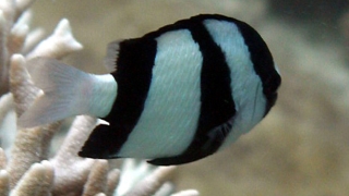 ミスジリュウキュウスズメダイ(撮影：沖縄･伊平屋島)