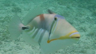 モンガラカワハギ：縄張り意識が強く、カメラにも向かってきます