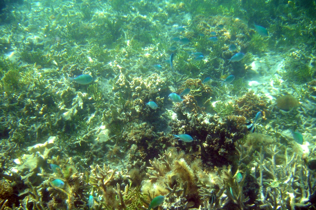 アオスズメダイ