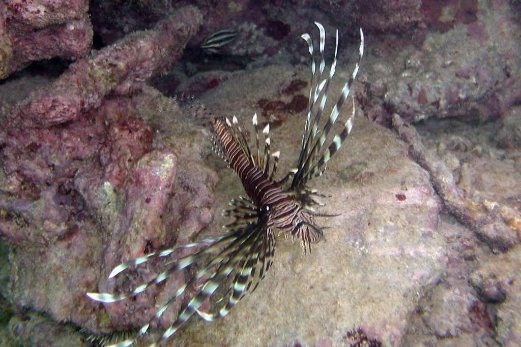 ミノカサゴ：ヒレに毒を持っているので触るのはNG