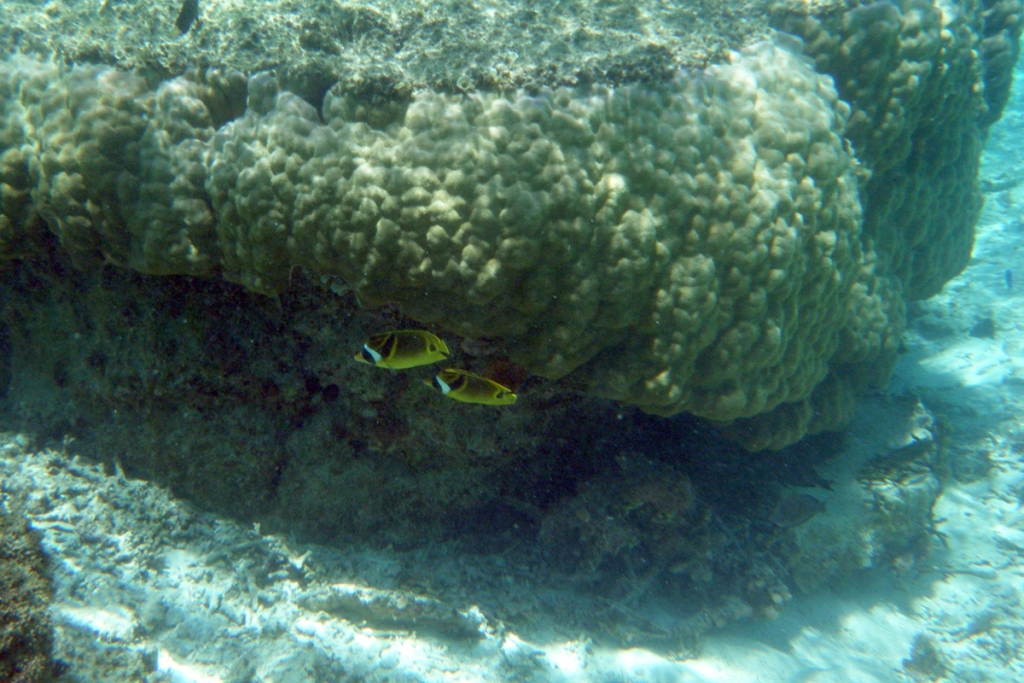 チョウチョウウオは必ずペア