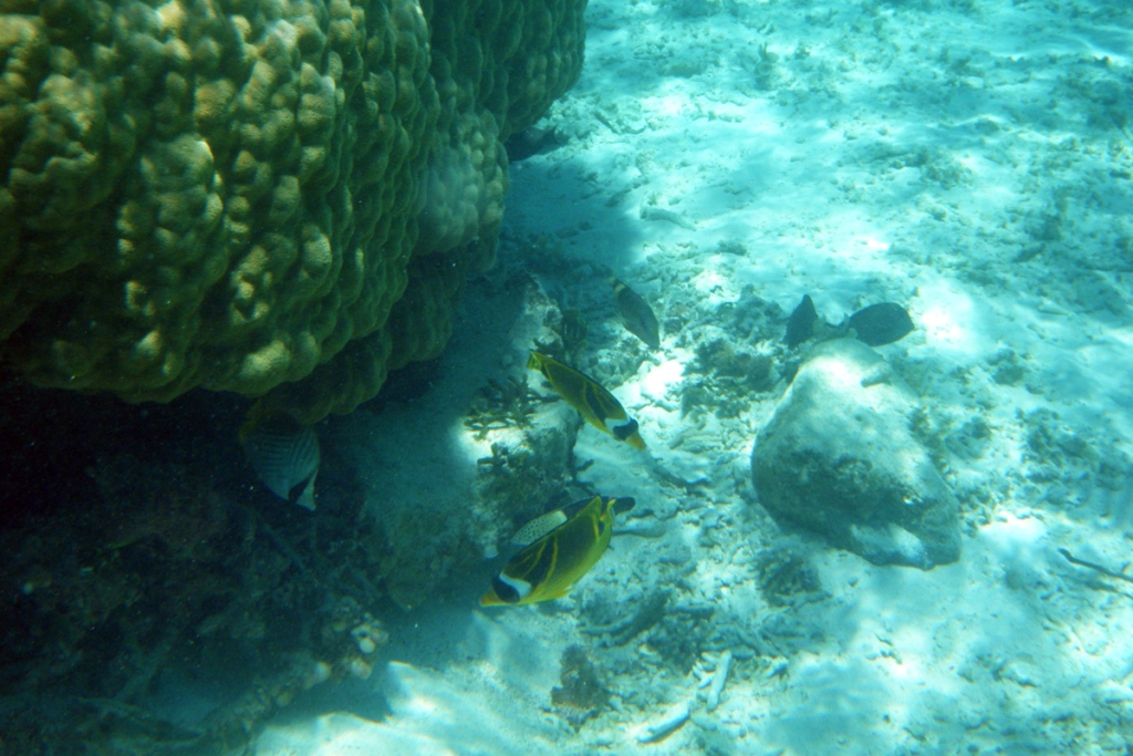 やっぱりペアなチョウチョウウオ