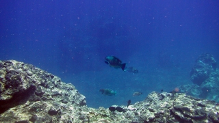 「そうだ、この蒼に逢いに来たんだ」と思い出す瞬間