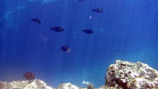 光柱の射し込むその幻想的な世界に感動。でもサメがいないかは注意してます。