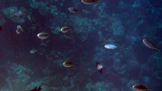 魚の群れと離岸流に翻弄されながらただただゆったりとリーフ際を楽しむ