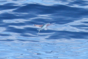 トビウオ(撮影：フェリー伊平屋から)